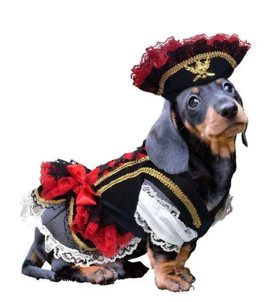 Swashbuckler Pirate  Dog Costume
